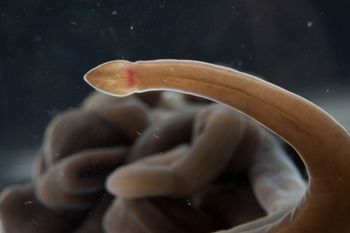 Media type: image;   Invertebrate Zoology 60886